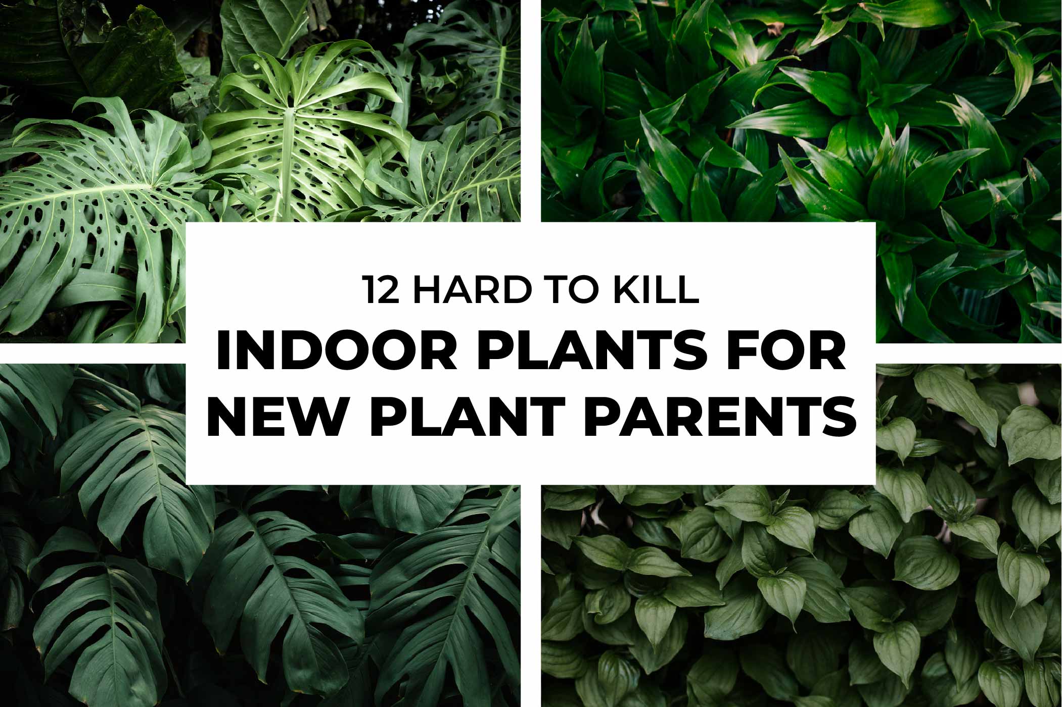 12 Hard to Kill Plants for New Plant Parents
